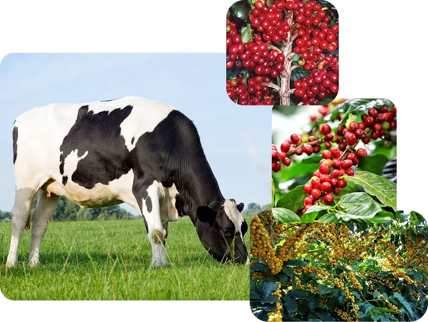 Vaca holandesa pastando ao lado de fotos de cafeeiros carregados de frutos e em florada